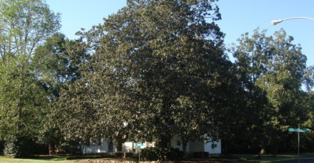 Oldest Magnolia Tree in the State of Georgia
