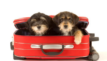 Travel with pets = fun & easy!