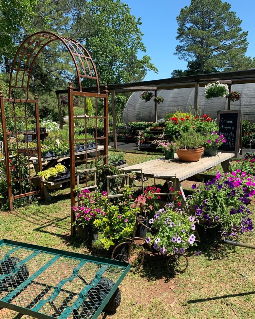 garden with blooming flowers in pots with arbor